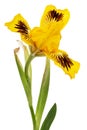 Yellow flower of iris, isolated on white background Royalty Free Stock Photo