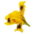 Yellow flower of iris, isolated on white background Royalty Free Stock Photo