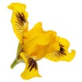 Yellow flower of iris, isolated on white background Royalty Free Stock Photo