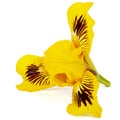 Yellow flower of iris, isolated on white background Royalty Free Stock Photo