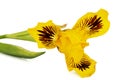 Yellow flower of iris, isolated on white background Royalty Free Stock Photo