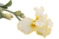 Yellow flower of iris, isolated on white background Royalty Free Stock Photo