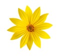 Yellow flower isolated Royalty Free Stock Photo