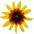 Yellow flower isolated clsoe-up large petals top view