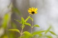 Flower illuminated by sunset with blurred backround Royalty Free Stock Photo