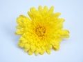 Yellow flower isolated on white background ,Chrysanthemum , ,macro image, yellow petals Royalty Free Stock Photo