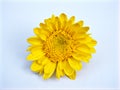 Yellow flower isolated on white background ,Chrysanthemum , ,macro image, yellow petals Royalty Free Stock Photo