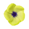 Yellow flower on isolated white background with clipping path. Closeup. Beautiful yellow-blue flower Violets for design. Royalty Free Stock Photo