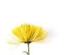 Yellow  chrysanthemum flower isolated Royalty Free Stock Photo