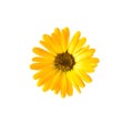 Yellow flower isolated on white background. Royalty Free Stock Photo