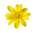 Yellow flower isolated on white. Royalty Free Stock Photo