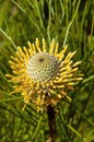 Yellow flower of isopogon anethifolius or narrow-leaf drumsticks