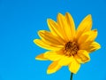 Yellow flower Jerusalem artichoke against the sky Royalty Free Stock Photo