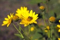 The yellow flower of the Jerusalem artichoke Royalty Free Stock Photo