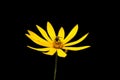 The yellow flower of the Jerusalem artichoke or sunflower tuberosus and a fly that looks like a bee isolated Royalty Free Stock Photo