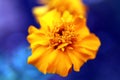 yellow flower kembang sepatu Royalty Free Stock Photo