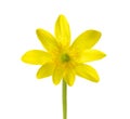 Yellow flower of Kingcup Caltha Palustris isolated on white background