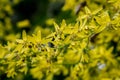 Yellow flower of Koelreuteria paniculata