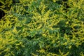 Yellow flower of Koelreuteria paniculata