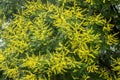 Yellow flower of Koelreuteria paniculata