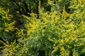 Yellow flower of Koelreuteria paniculata