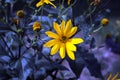 Yellow flower on a large background