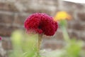 Red flower and Yellow flower with green leaf in background Royalty Free Stock Photo