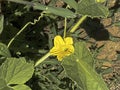 Yellow flower and leaves of cucumber in summer garden Royalty Free Stock Photo