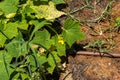 Yellow flower and leaves of cucumber in summer garden Royalty Free Stock Photo