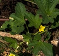 Yellow flower and leaves of cucumber in summer garden Royalty Free Stock Photo