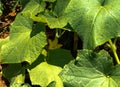 Yellow flower and leaves of cucumber in summer garden Royalty Free Stock Photo