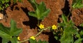 Yellow flower and leaves of cucumber in summer garden Royalty Free Stock Photo