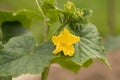 Yellow Flower With Leaves Of Cucumber In Vegetable Garden. Royalty Free Stock Photo