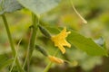 Yellow Flower With Leaves Of Cucumber In Vegetable Garden. Royalty Free Stock Photo