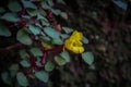 yellow flower leaves in the home garden Royalty Free Stock Photo