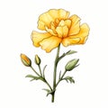 Yellow Poppy Flower Watercolor Illustration With Victorian-inspired Style