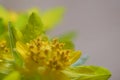 Background with an unusual yellow flower Royalty Free Stock Photo