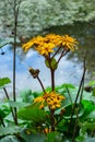 Yellow flower of Ligularia dentata Desdemona by the blossom on the shore of the pond