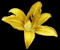 Yellow flower lily on the black isolated background with clipping path no shadows. Lily after the rain with drops of water on th Royalty Free Stock Photo