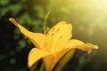 Yellow flower of lily growing in the garden, close-up. Summer fl