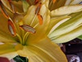 Yellow Flower. Lily petals and pollen. Stamens and Pistil macro. Royalty Free Stock Photo