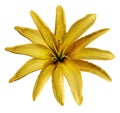 Yellow flower lily on a white isolated background with clipping path no shadows. Closeup. Royalty Free Stock Photo