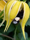 Yellow Flower with little brown bee Royalty Free Stock Photo