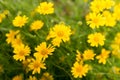 Yellow flower, Little yellow star with sunshine in the morning f Royalty Free Stock Photo