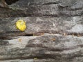 Yellow flower on log texture Royalty Free Stock Photo