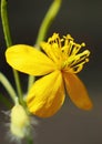 Yellow flower lone macro.