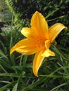 Yellow flower with long yelow pistils