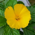 This yellow flower look so pretty and fresh from the nature. This tropical flower almost similar with Evening Primrose Flower. Royalty Free Stock Photo