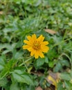 yellow flower is looking awesome this picture click on the small forest in west Bengal Royalty Free Stock Photo