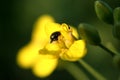 Yellow flower and love game beetles